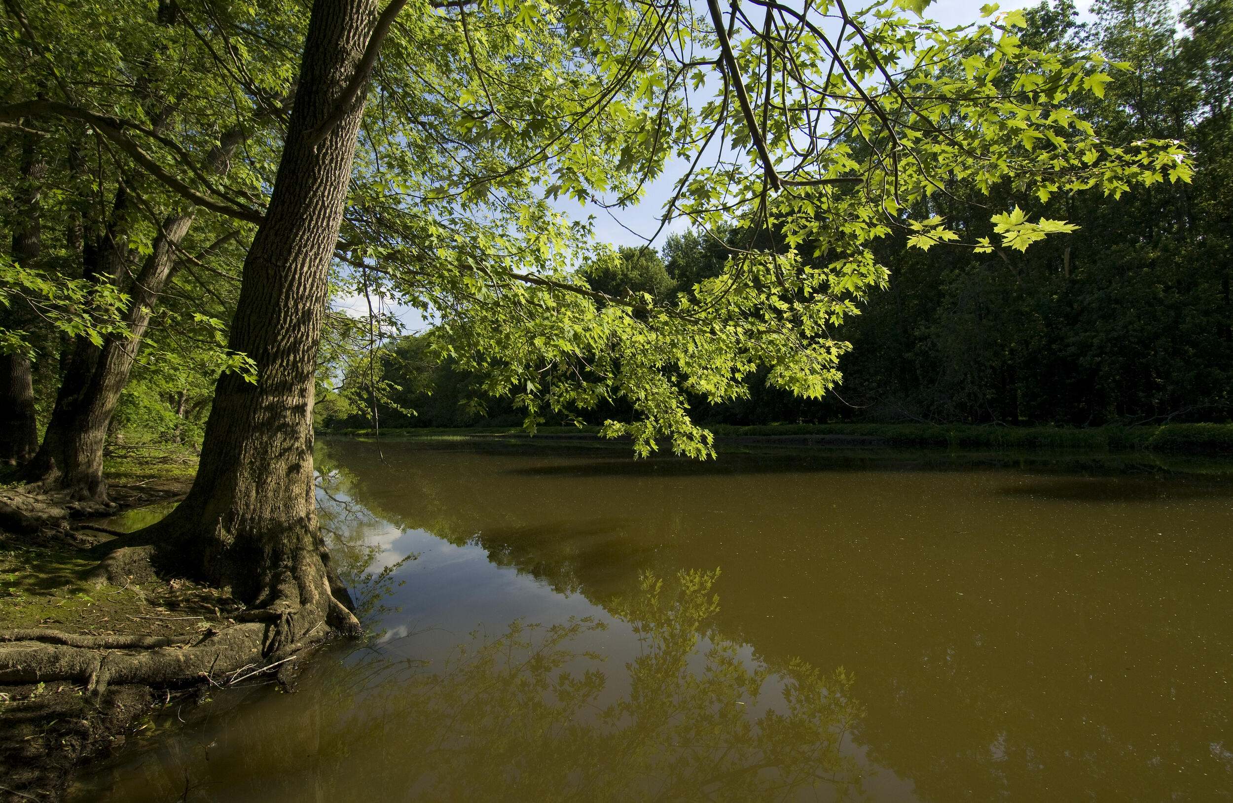 Trees with leafy branches situated alongside a slow-moving river.