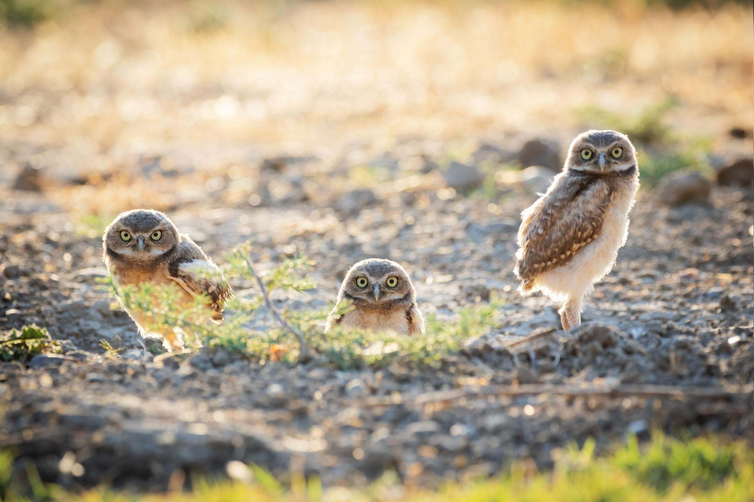 Three burrowing owls stand on the ground, facing the camera.