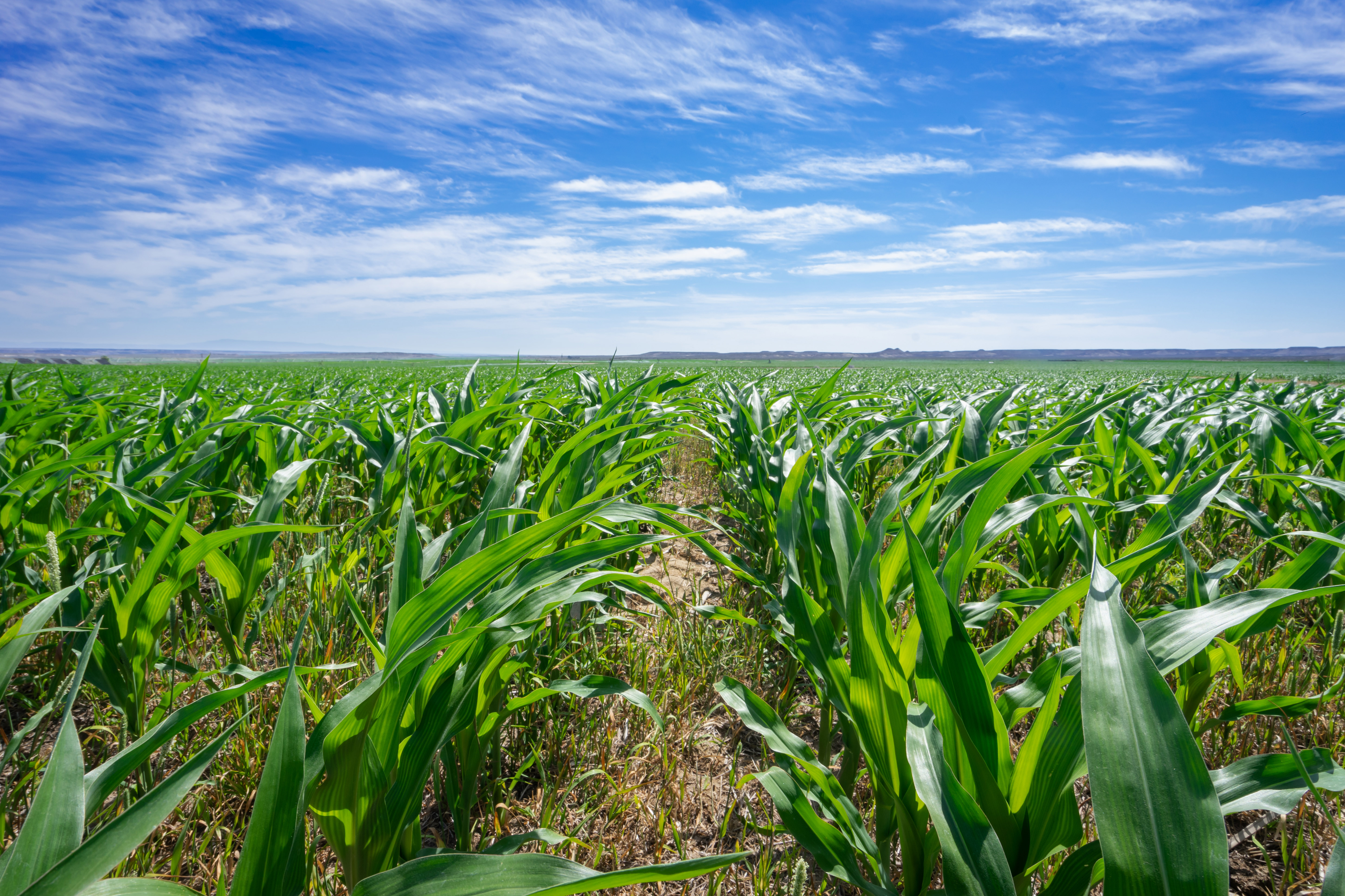 A lush field of crops grows under a blue sky.